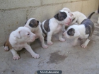 Camada american staffordshire terrier - mejor precio | unprecio.es