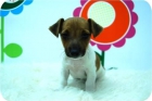 Jack Ruseel, gran calidad en nuestros cachorros - www.hadican.es - - mejor precio | unprecio.es