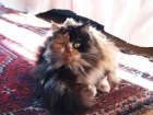 Lulu, gata persa angora busca macho para su 1º monta - mejor precio | unprecio.es
