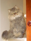 Perdida gata Persa gris el pasado domingo día 28 de febrero en Cambrils - mejor precio | unprecio.es