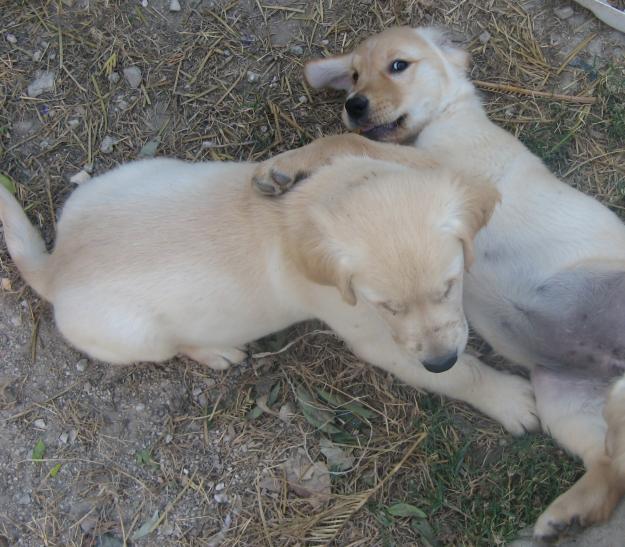 ULTIMOS CACHORROS GOLDEN RETRIEVER