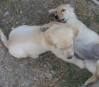 ULTIMOS CACHORROS GOLDEN RETRIEVER - mejor precio | unprecio.es