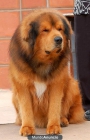Mastín Tibetano cachorros de león cabeza a la venta ya está listo para ir - mejor precio | unprecio.es
