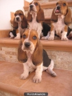 basset hound camada pedigree - mejor precio | unprecio.es