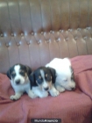 EN ADOPCION 3 CACHORROS - mejor precio | unprecio.es
