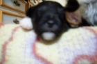 regalamos cachorritos 7 semanas - mejor precio | unprecio.es