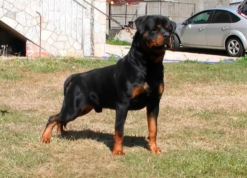 Rottweiler para monta