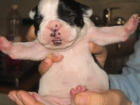 se vende cachorros bulldog frances - mejor precio | unprecio.es