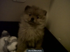 VENDO CACHORRO POMERANIA LULU - mejor precio | unprecio.es