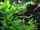 VENDO GUPPYS A 1 - mejor precio | unprecio.es