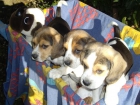 VENDO PECIOSOS CACHORRAS BEAGLE TRICOLOR CON PEDIGREE. A 200 . - mejor precio | unprecio.es