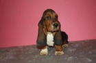 Basset hound a precios inmejorables - mejor precio | unprecio.es