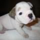 Bulldog Inglés para el nuevo año. - mejor precio | unprecio.es