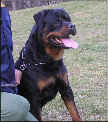 CACHORROS DE ROTTWEILER
