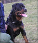 CACHORROS DE ROTTWEILER - mejor precio | unprecio.es