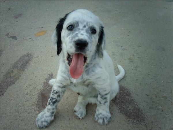 cachorros de setter ingles