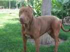 Camada pit bull red nose - mejor precio | unprecio.es