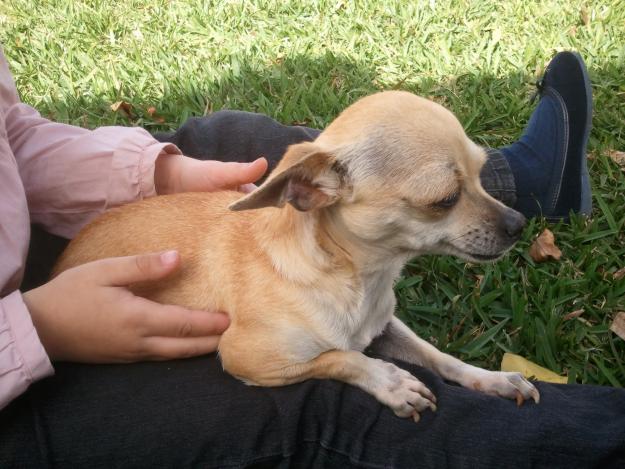 cambio dos chiguaguas hembra adulta por raton de praga cachorro hembra