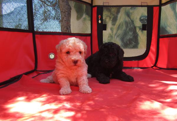 Caniches toys camada de cachorros abrigots y negros.