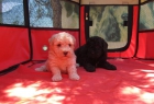 Caniches toys camada de cachorros abrigots y negros. - mejor precio | unprecio.es