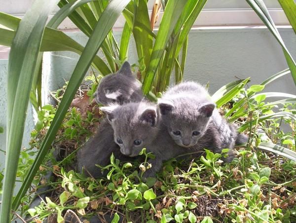 GATOS DE RAZA  ABISINIOS  AZUL RUSO  BOSQUE DE NORUEGA  BURMES  BURMILLA  BRITISCH SHORTAIR  EXOTICO  MAINE COON