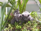 GATOS DE RAZA  ABISINIOS  AZUL RUSO  BOSQUE DE NORUEGA  BURMES  BURMILLA  BRITISCH SHORTAIR  EXOTICO  MAINE COON - mejor precio | unprecio.es