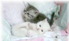 Preciosos gatitos persa - mejor precio | unprecio.es
