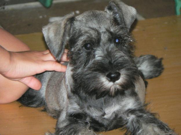 SCHNAUZER MINIATURA