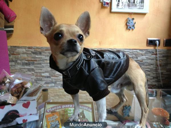 SE OFRECE CHIHUAHUA PARA MONTAS