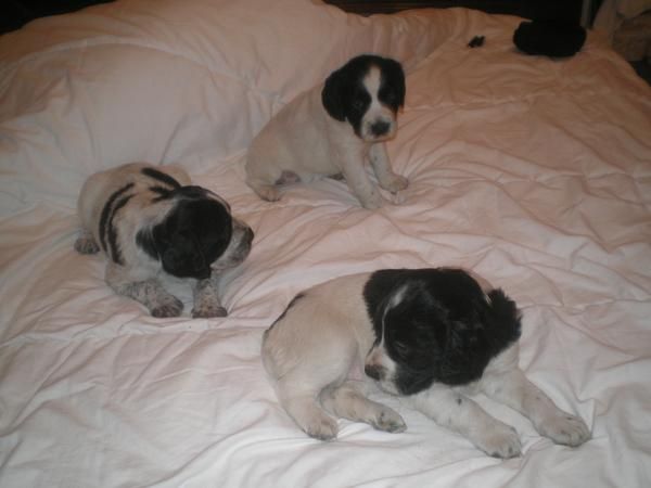 se venden cachorros de breton