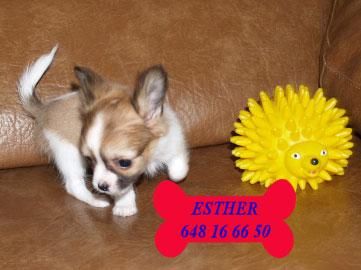 Tu Chihuahua con 5 AÑOS DE GARANTIA