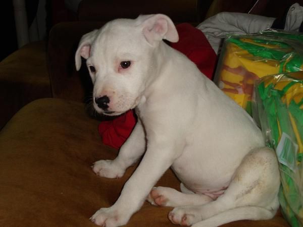 vendo cachorra de american stanforshire terrier