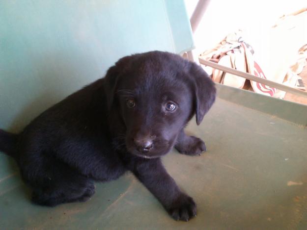 Vendo cachorro labrador