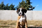 Boxer dorados y atigrados - mejor precio | unprecio.es