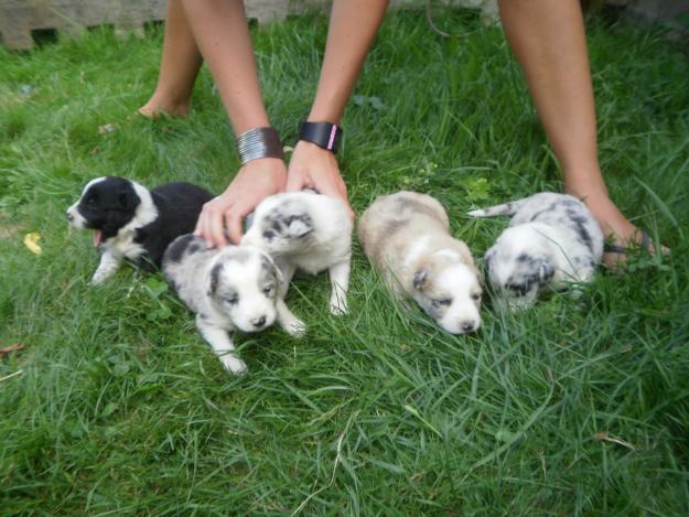 Busco hembra border collie para monta