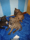 cachorros de staffordshire bull terrier - mejor precio | unprecio.es