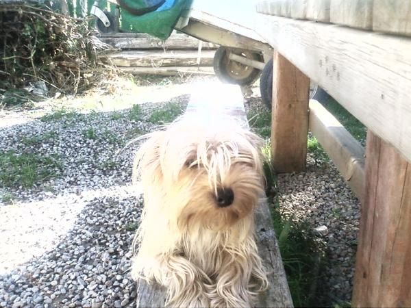 Cachorros de yorkshire