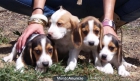 CAMADA BEAGLE EN BARCELONA 250€ - mejor precio | unprecio.es