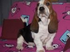 preciosa camada de basset hound - mejor precio | unprecio.es