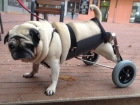 Sillas de ruedas para perros a medida www.sillacanina.com - mejor precio | unprecio.es