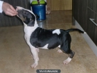 bull terrier - mejor precio | unprecio.es