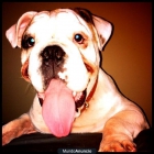 Bulldog ingles 300€ negociables - mejor precio | unprecio.es