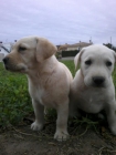 cachorros labrador retriever - mejor precio | unprecio.es