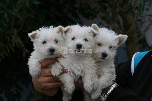 cachorros westy de calidades inmejorables