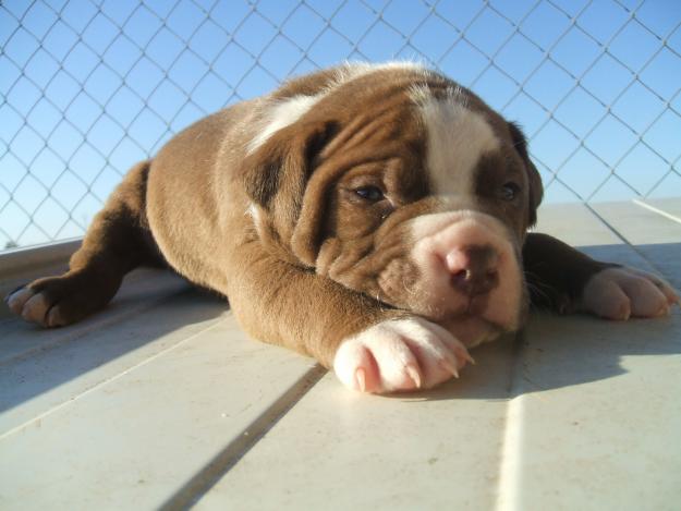 pitbull dos ultimos cachorros