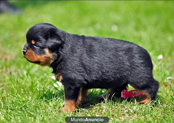 Rottweiler cachorros