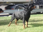 rottweiler semental aleman disponible - mejor precio | unprecio.es