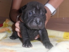 SHAR PEI BEBES - mejor precio | unprecio.es