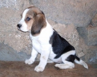 Beagle, última cachorrita disponible - mejor precio | unprecio.es