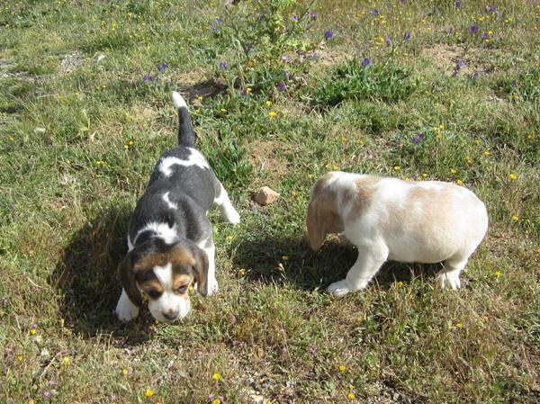 Beagles preciosa camada cachorros bicolores y tricolores.